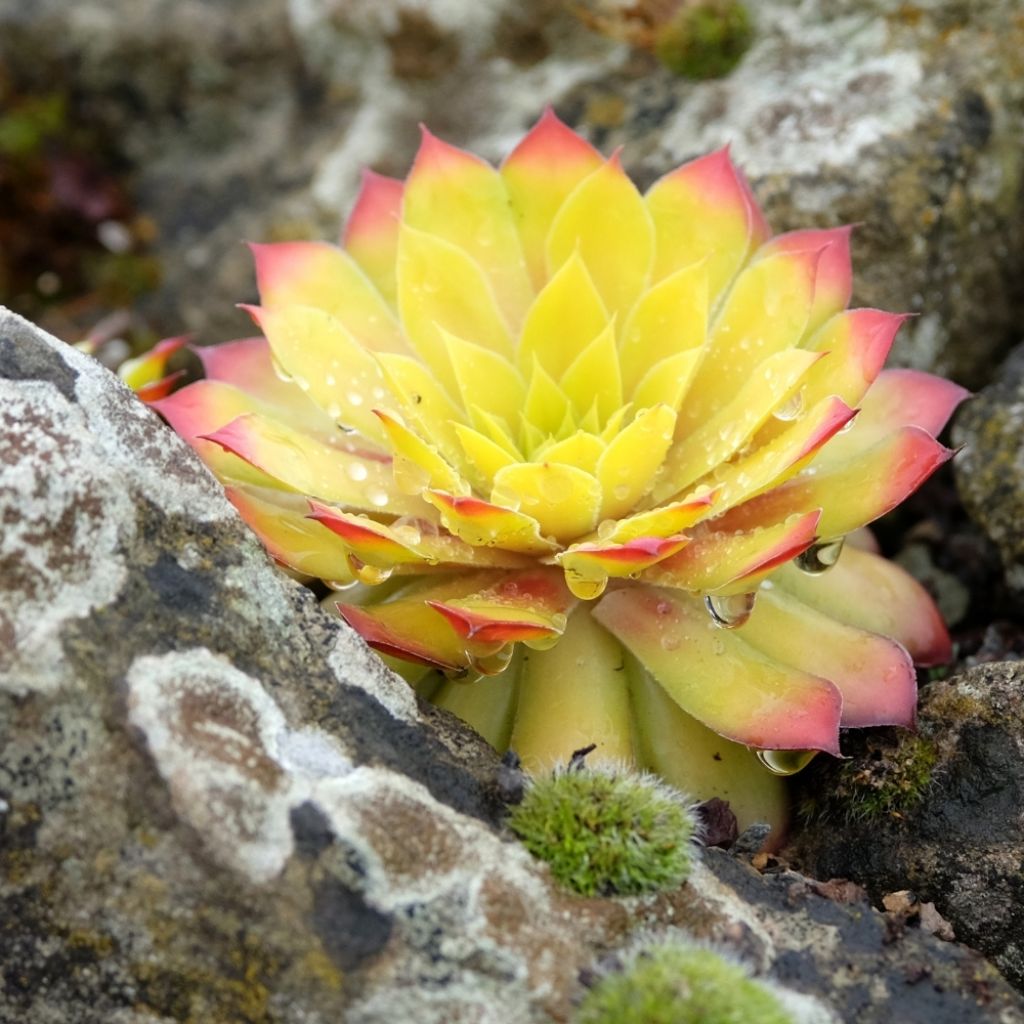 Sempervivum Chick Charms Gold Nugget - Joubarbe