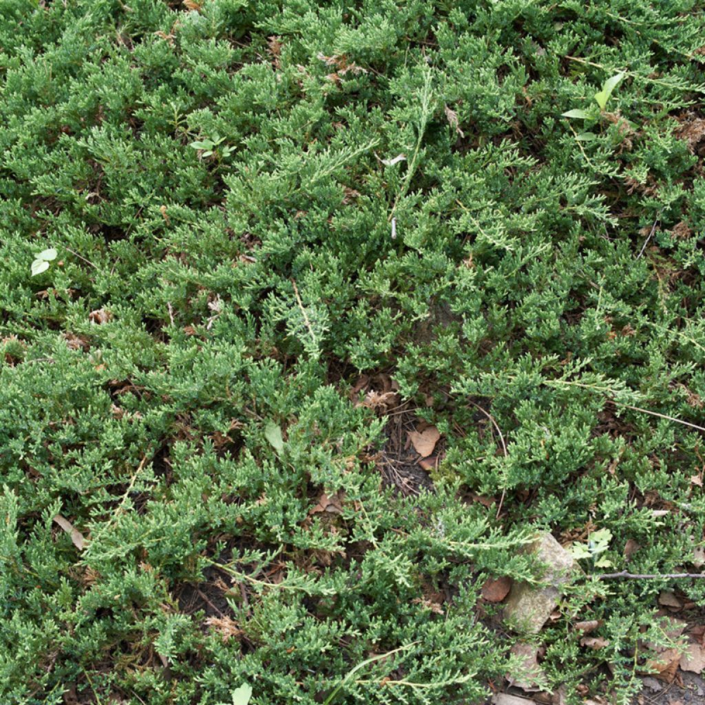 Genévrier horizontal - Juniperus horizontalis Prince Of Wales