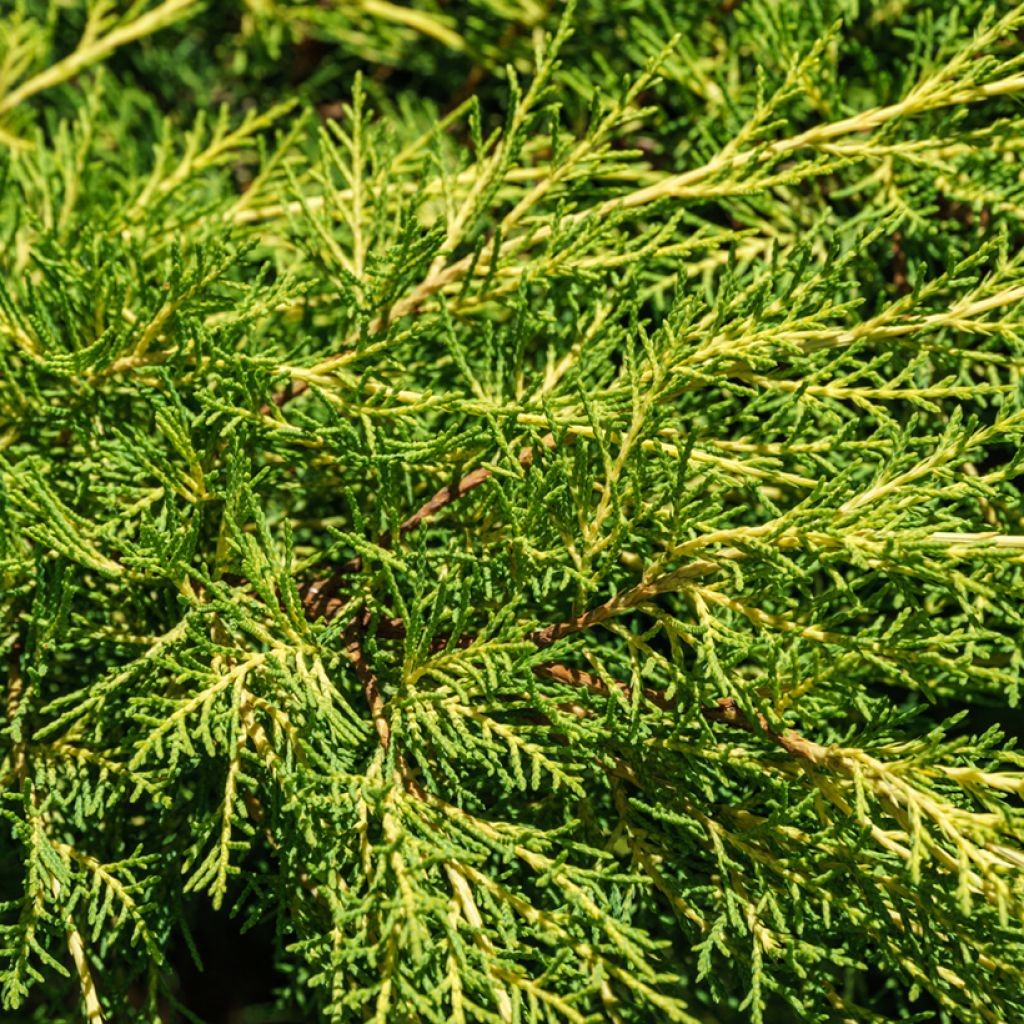 Genévrier - Juniperus x media Pfitzeriana Aurea