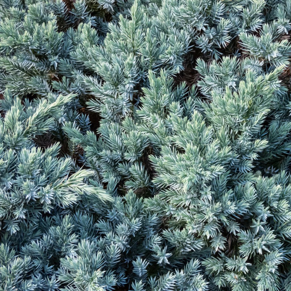 Juniperus squamata Blue Star - Genévrier écailleux