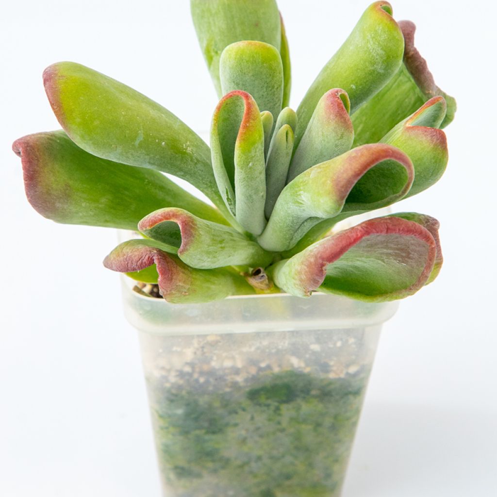 Kalanchoe Oricula