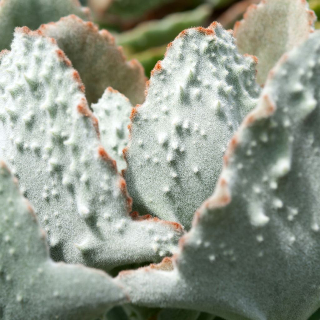 Kalanchoe beharensis Fang