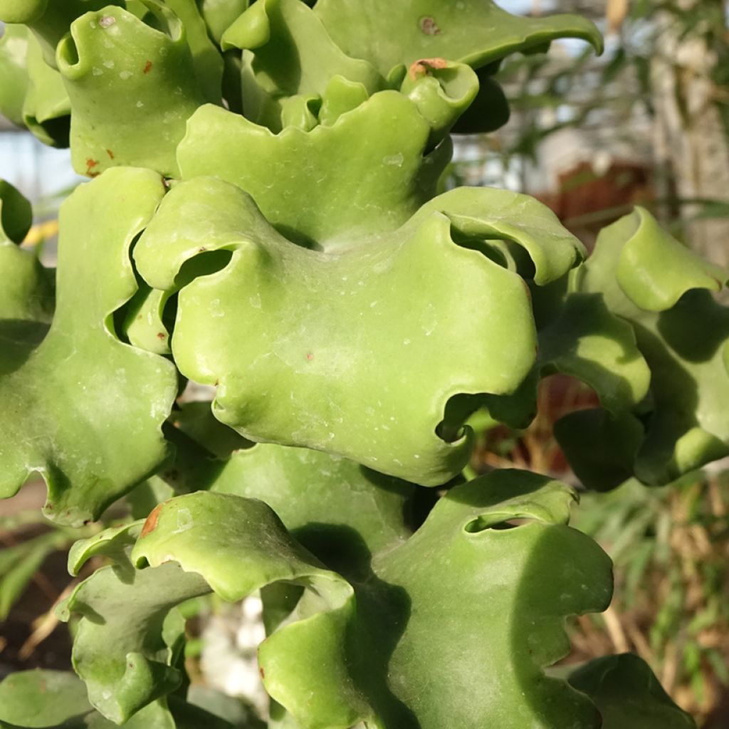Kalanchoe beharensis Subnuda