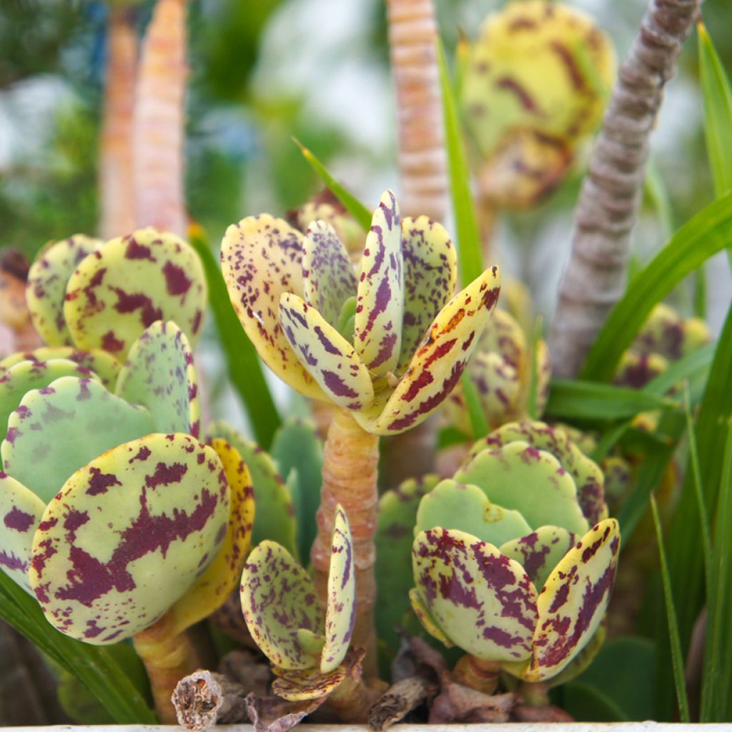Kalanchoe marmorata - Kalanchoé marbré