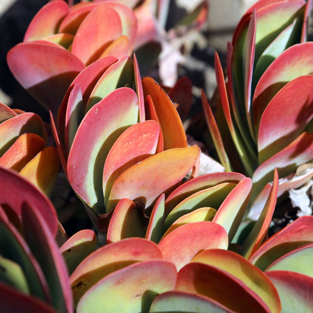 Kalanchoe thyrsiflora - Kalanchoé à thyrses
