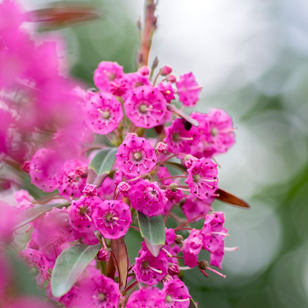 Kalmia angustifolia Rubra - Kalmie à feuilles étroites