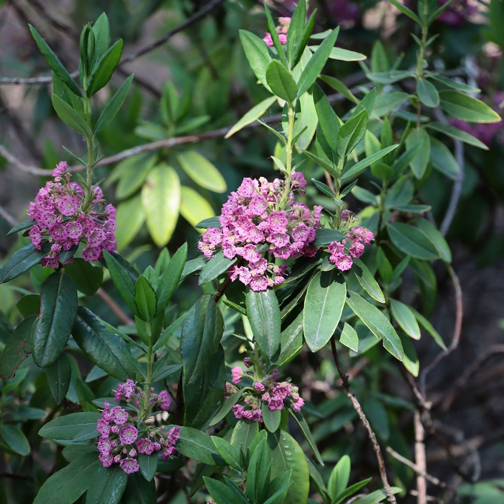 Kalmia angustifolia Rubra - Kalmie à feuilles étroites