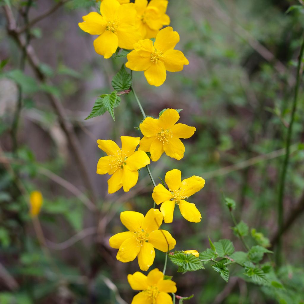 Kerria japonica - Corète du Japon