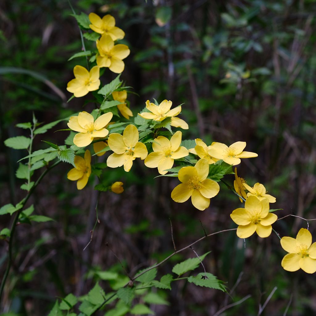 Kerria japonica - Corète du Japon