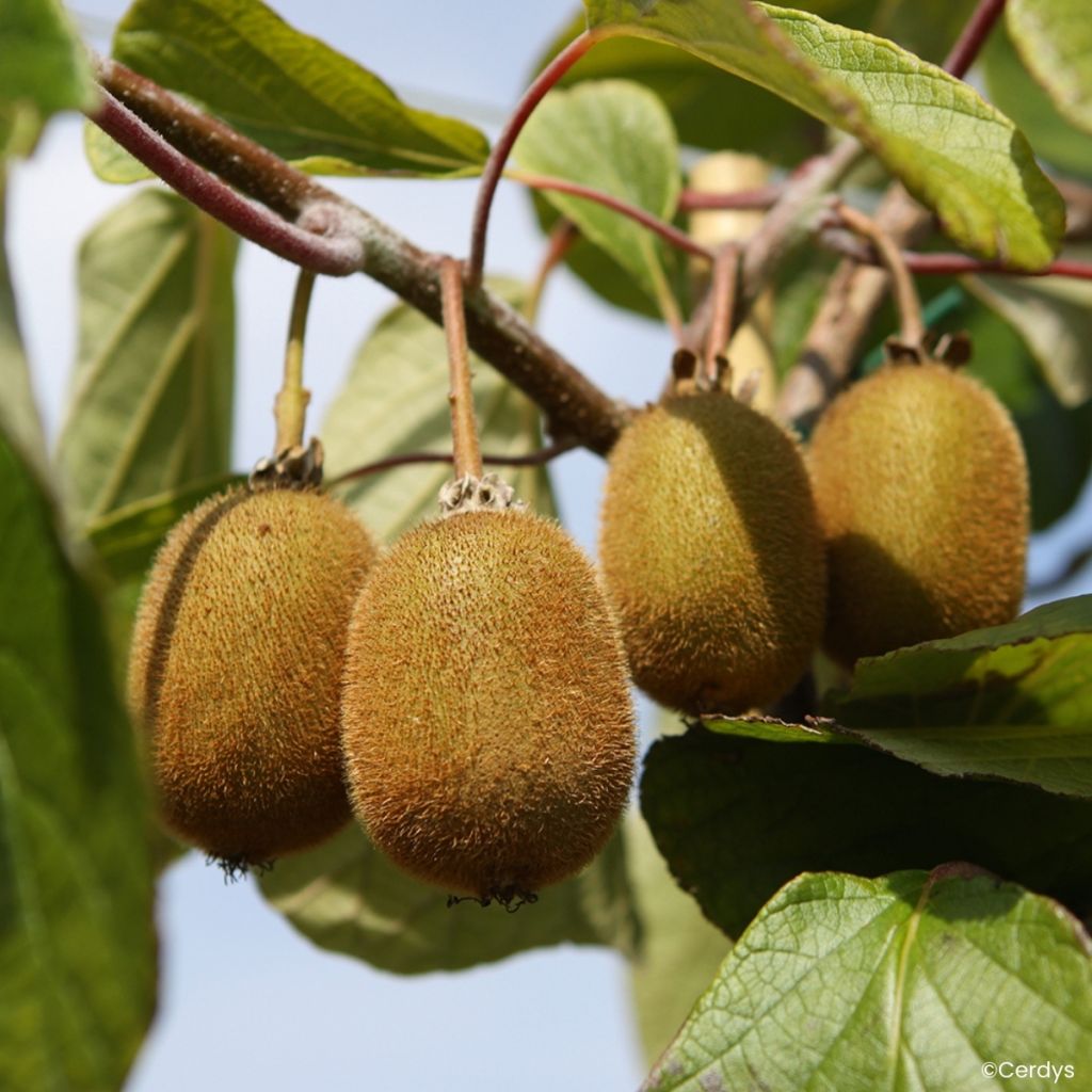 Kiwi Koryoku (femelle) - Actinidia deliciosa