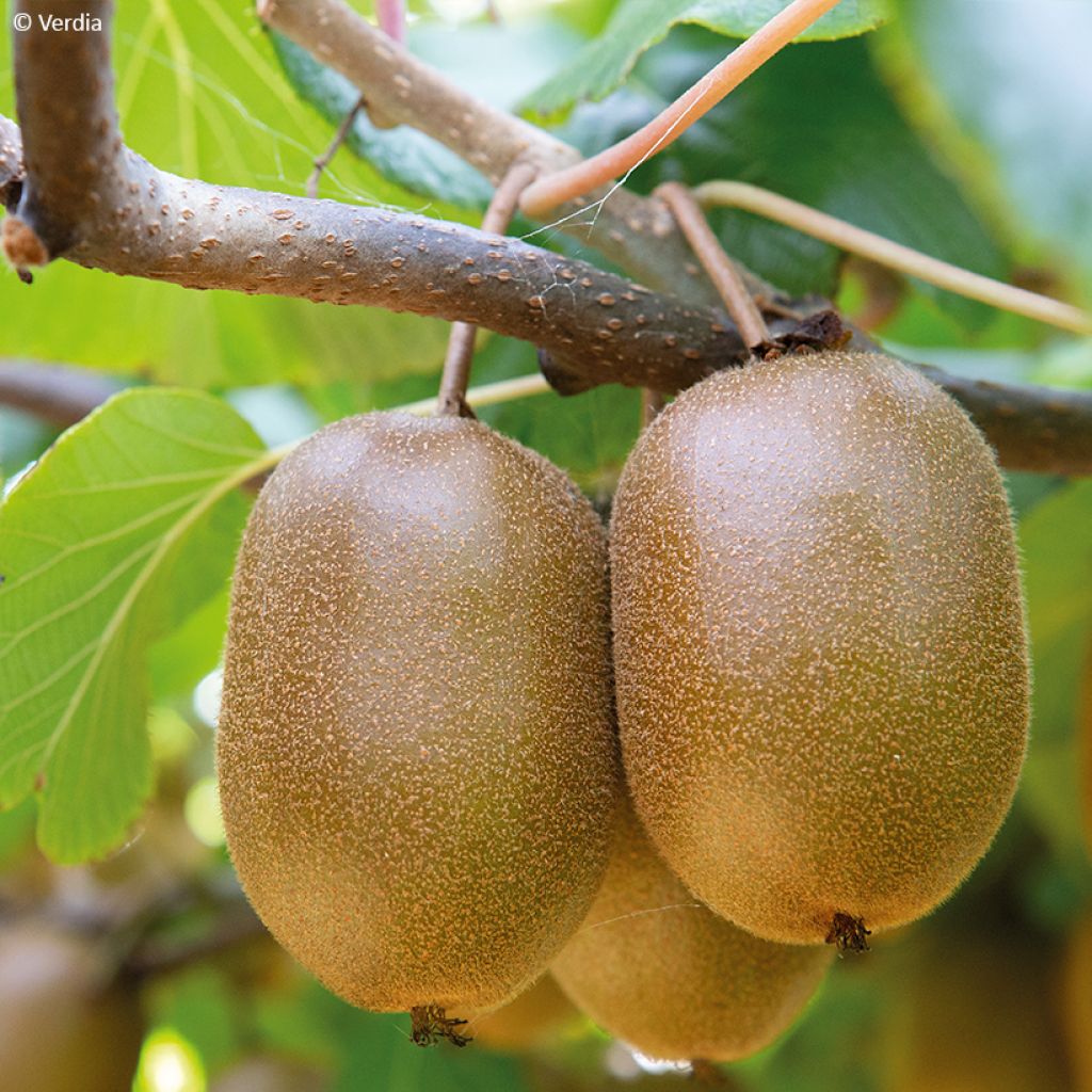 Kiwi jaune kiw'Happy femelle - Actinidia deliciosa