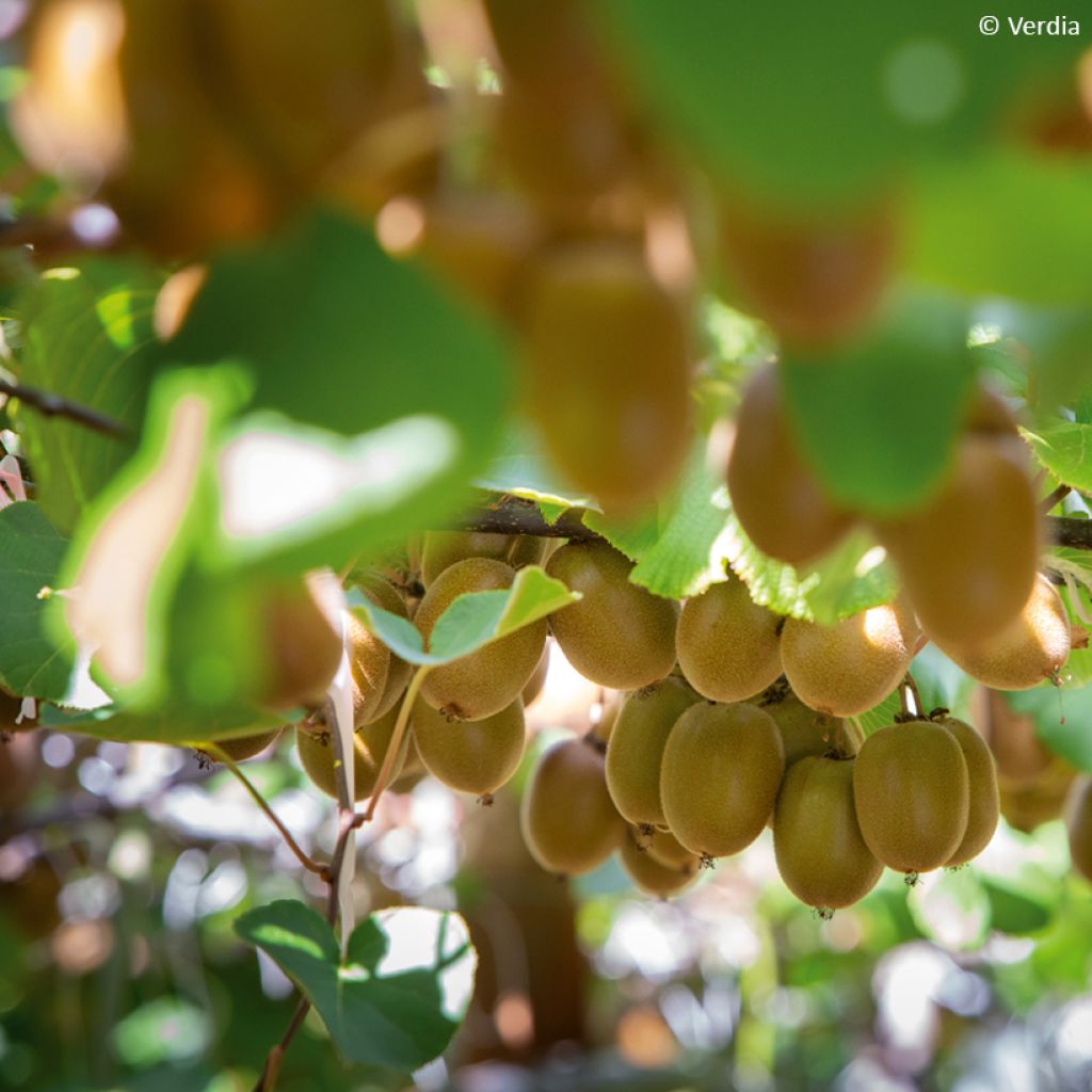 Kiwi jaune kiw'Happy femelle - Actinidia deliciosa