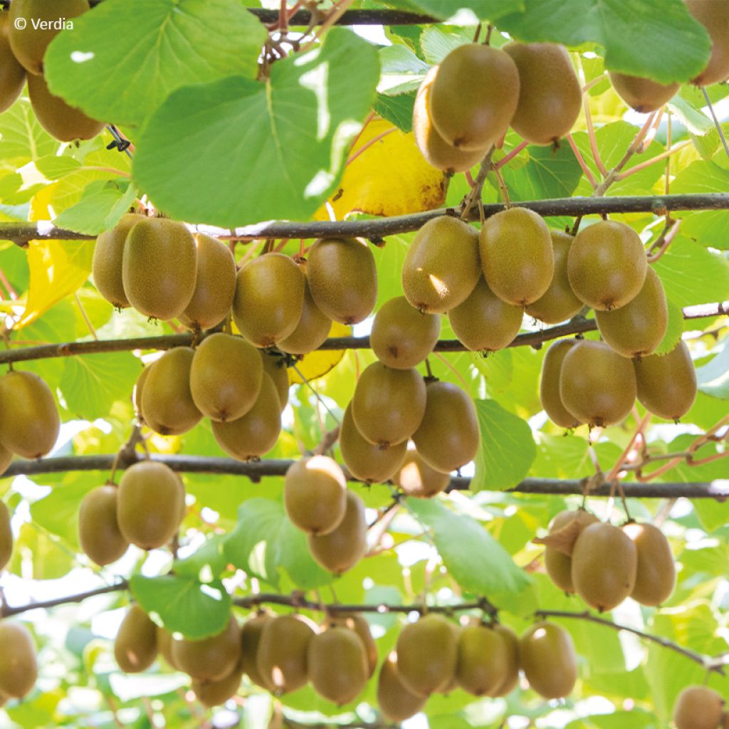 Kiwi jaune kiw'Happy femelle - Actinidia deliciosa
