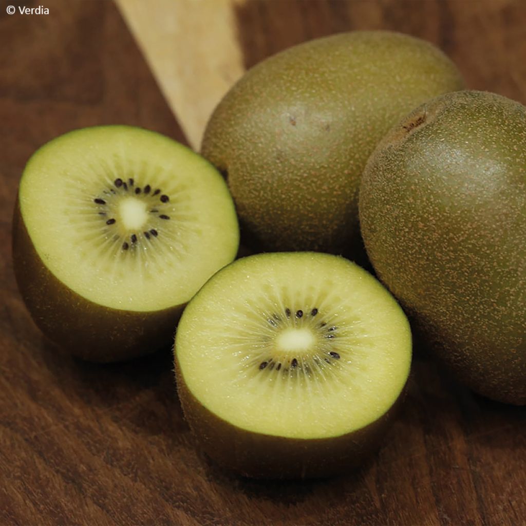 Kiwi jaune kiw'Happy femelle - Actinidia deliciosa