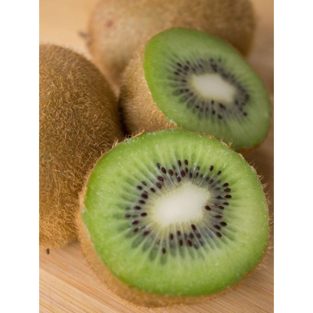 Kiwi autofertile Herma - Actinidia chinensis