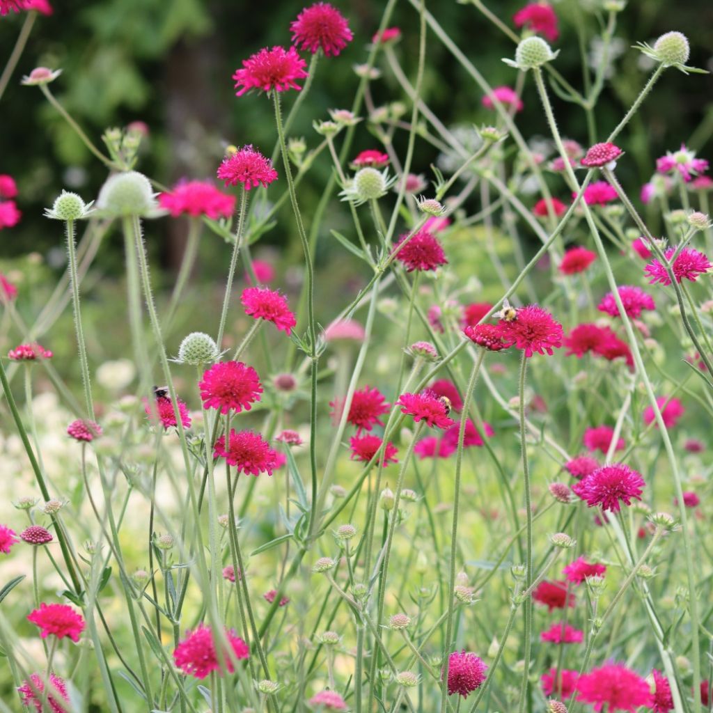 Knautia macedonica - Petite Scabieuse