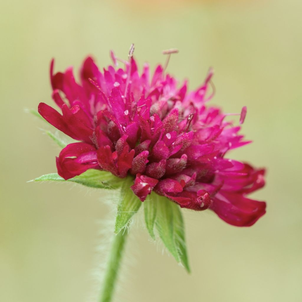Knautia macedonica - Petite Scabieuse