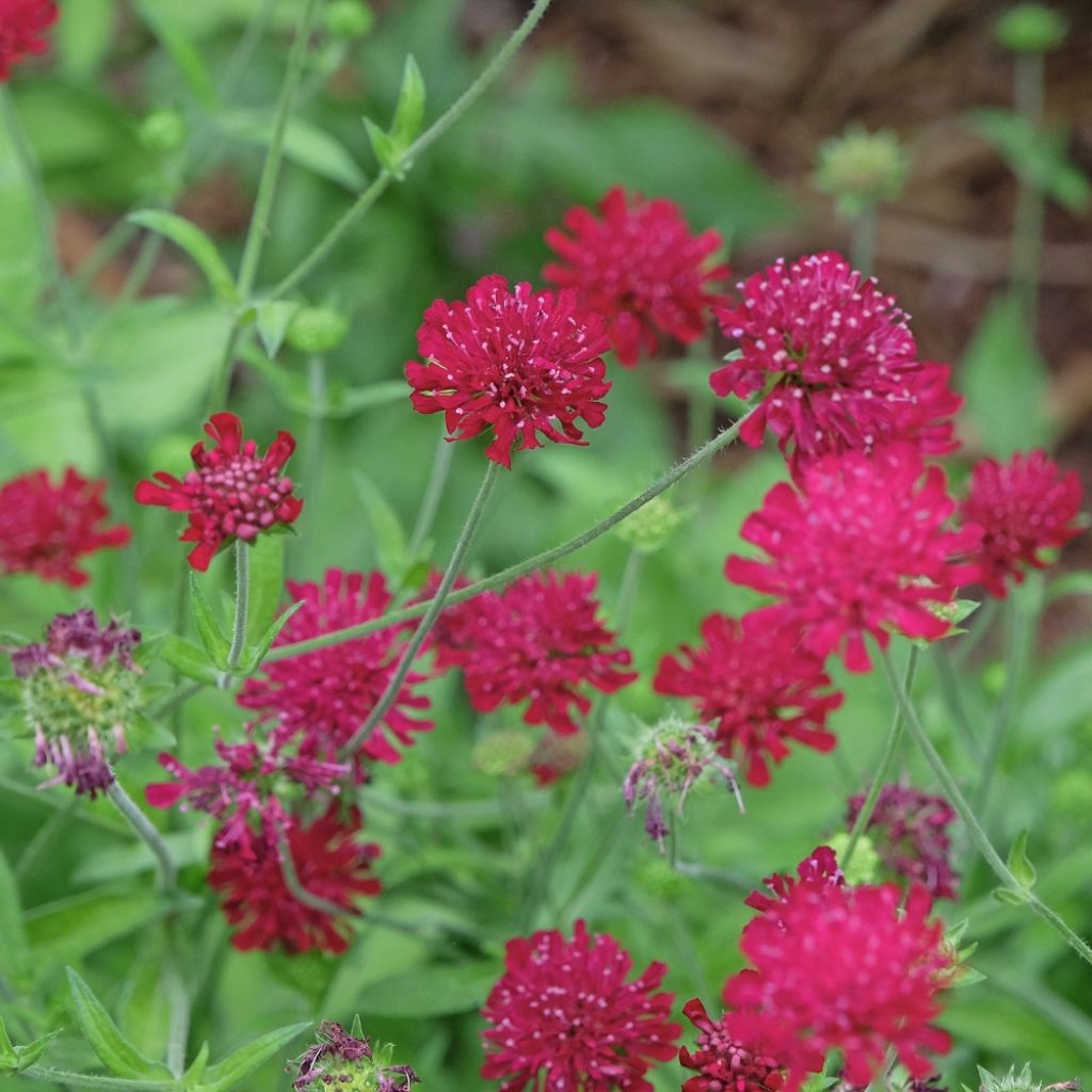 Knautia macedonica - Petite Scabieuse
