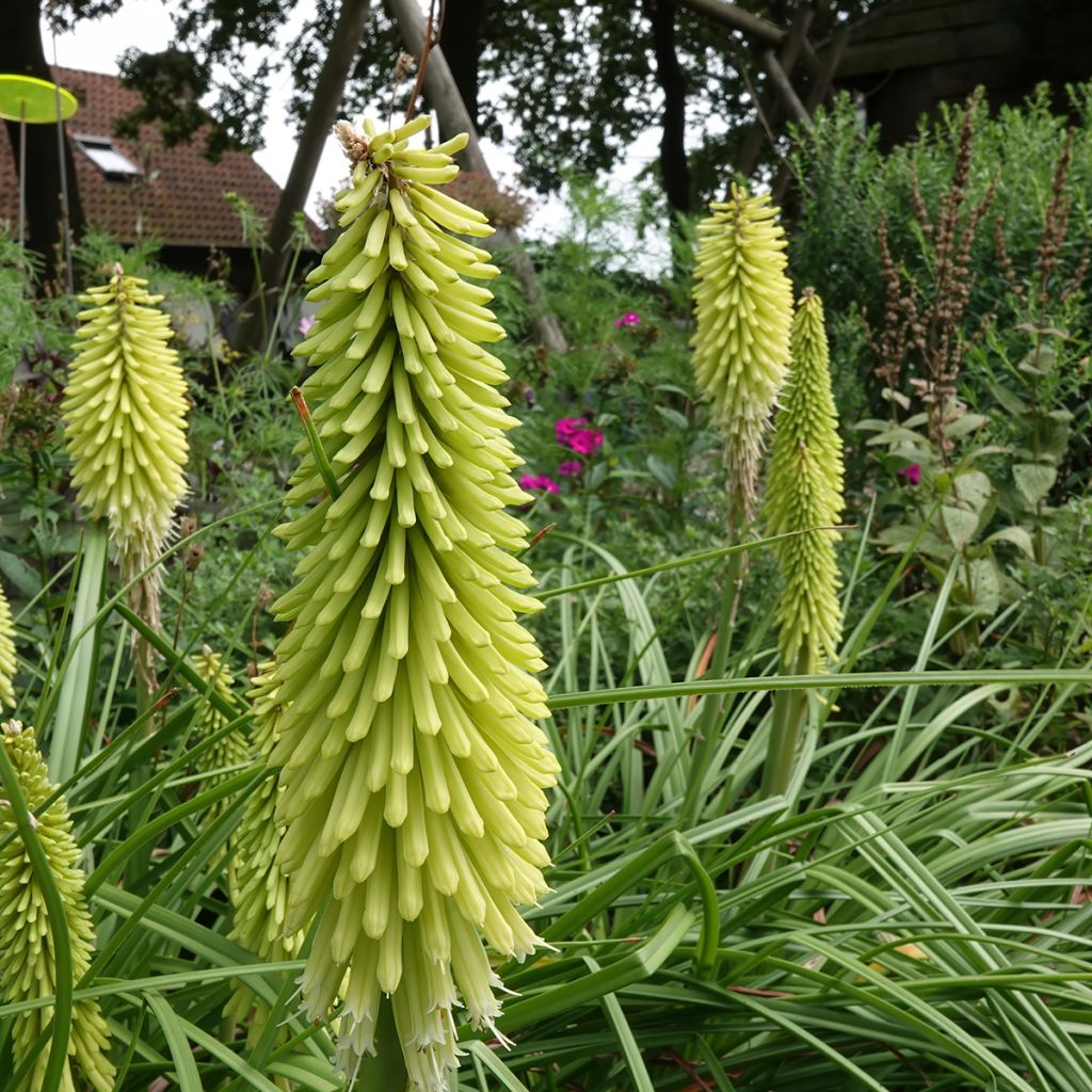 Kniphofia Green Jade - Tritoma vert pomme et crème