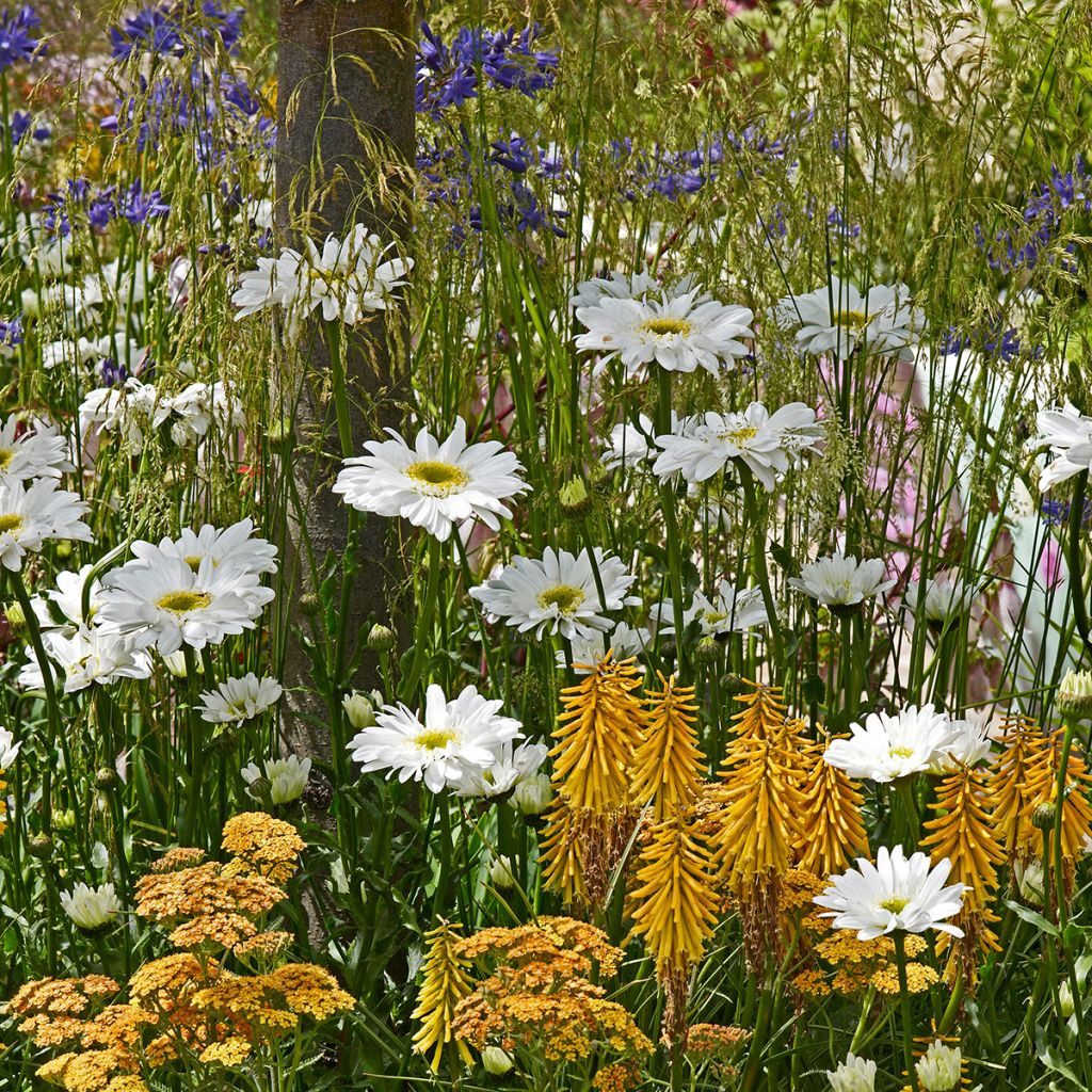 Kniphofia Little Maid - Tison de satan Little Maid