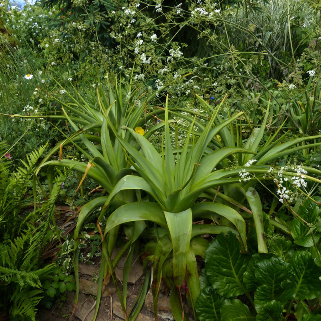 Kniphofia northiae - Tritoma bicolore jaune pâle et orangé