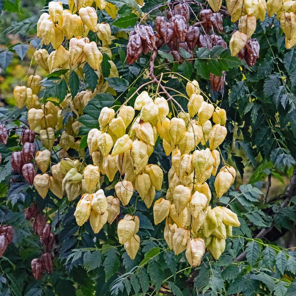 Koelreuteria paniculata - Savonnier de Chine