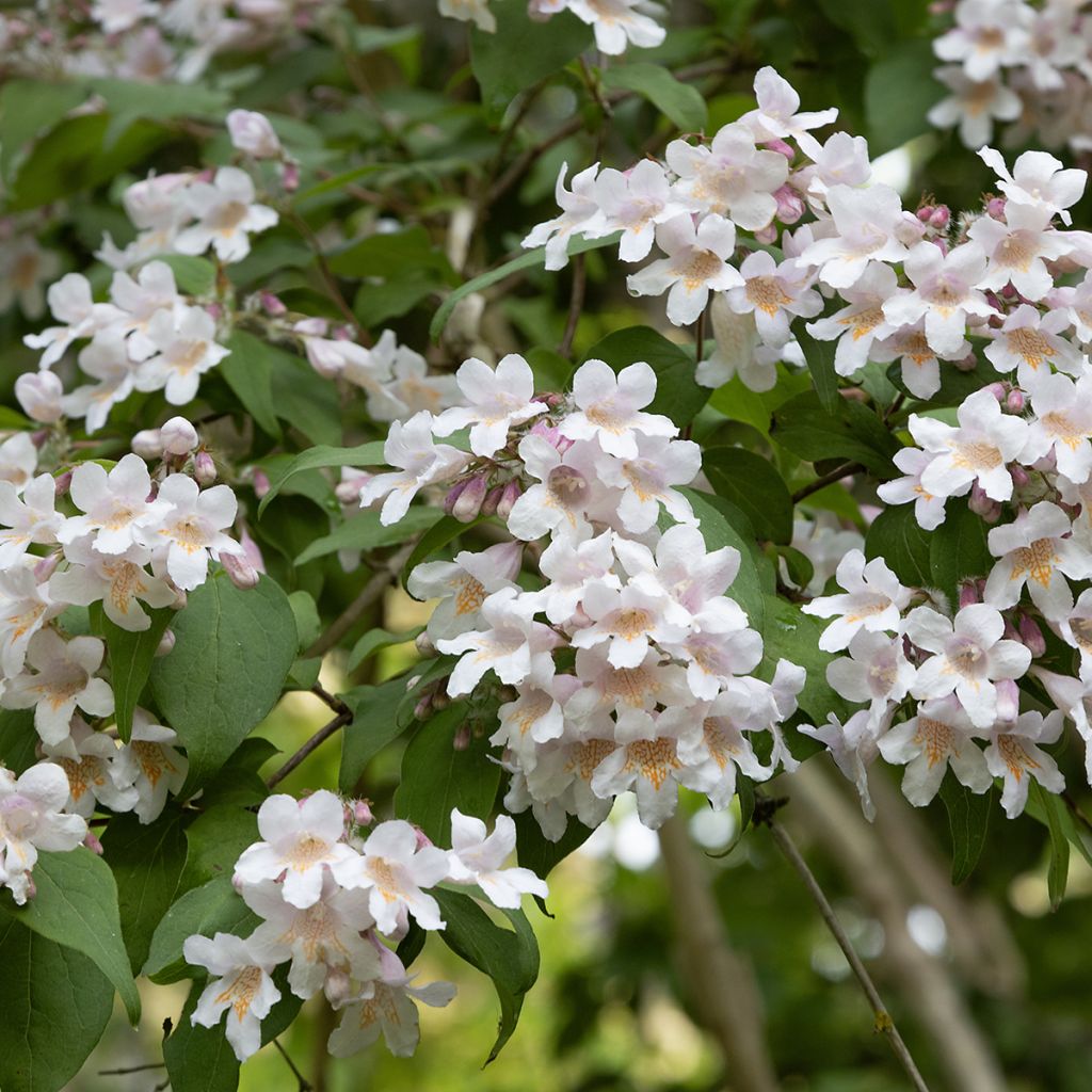 Kolkwitzia amabilis - Buisson de beauté