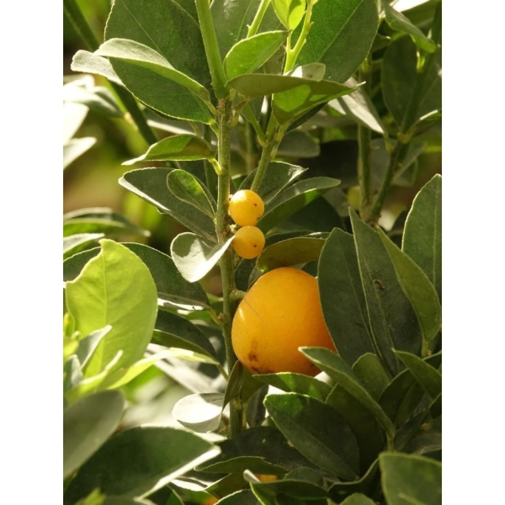 Kumquat Fukushu ou Jiangsu - Fortunella obovata
