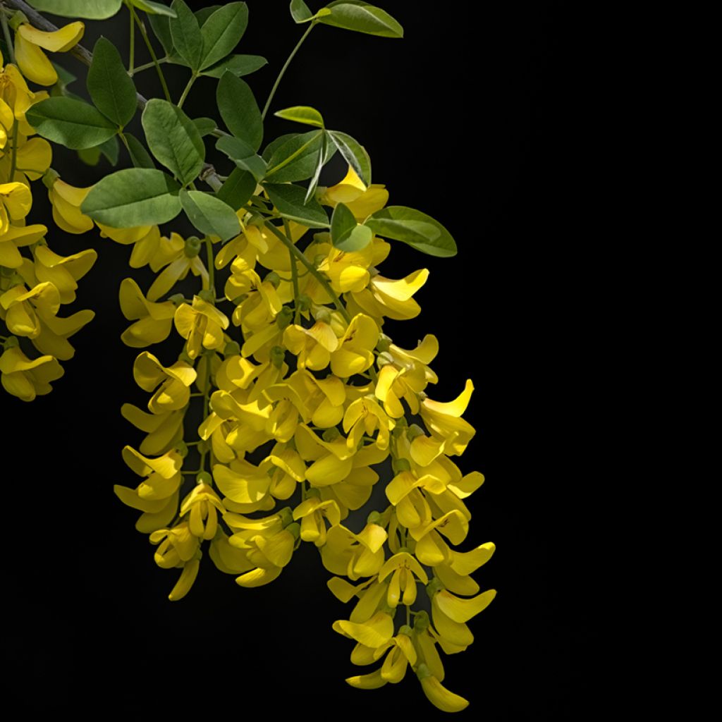 Laburnum anagyroides Yellow Rocket - Cytise à grappe