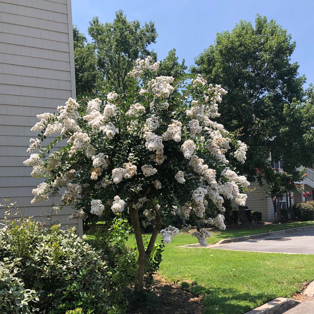 Lagerstroemia Enduring White - Lilas des Indes