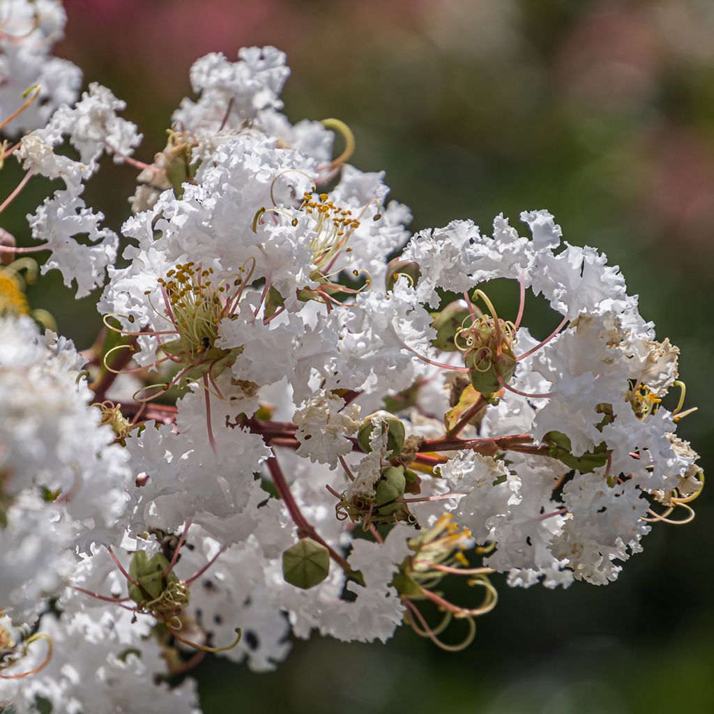 Lagerstroemia Enduring White - Lilas des Indes