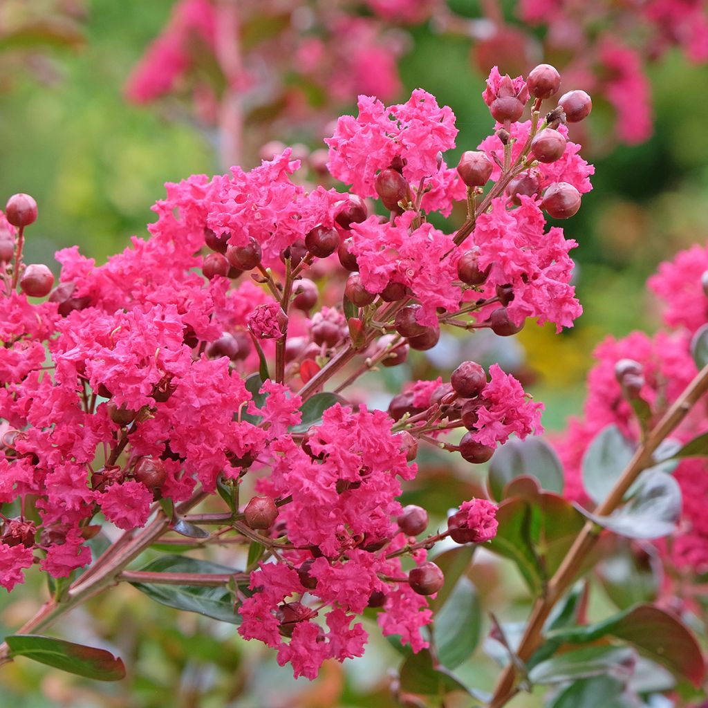 Lagerstroemia indica Bergerac - Lilas des Indes