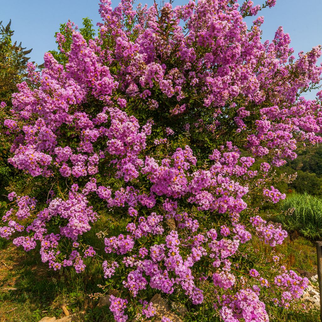 Lagerstroemia indica Jacqueline Desmartis - Lilas des Indes