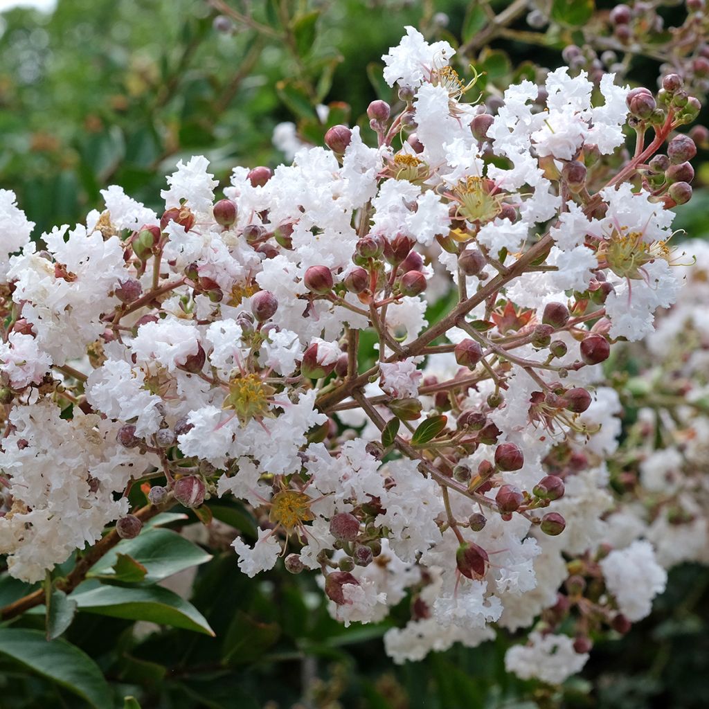 Lagerstroemia indica Kimono - Lilas des Indes blanc