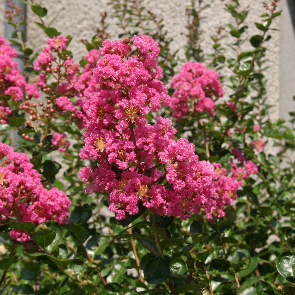 Lagerstroemia indica La Mousson - Lilas des Indes