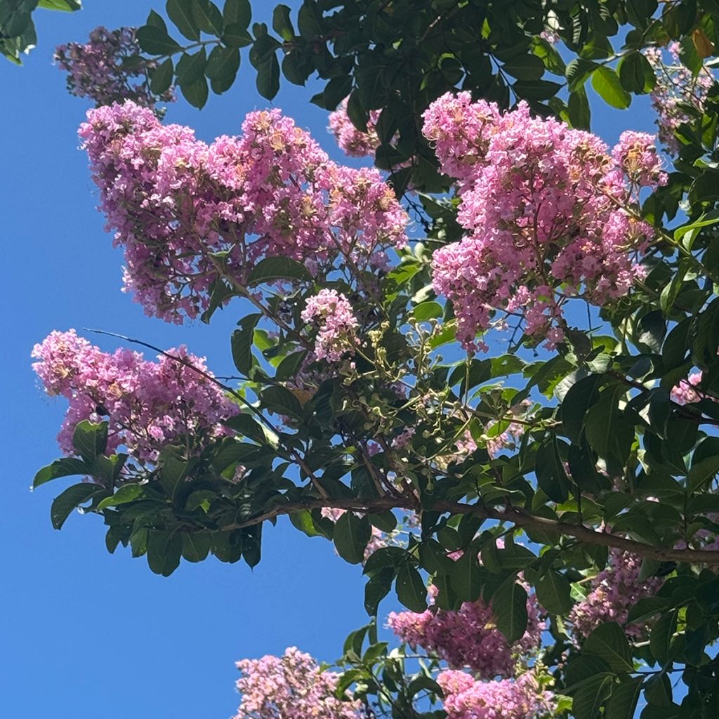 Lagerstroemia indica Monbazillac - Lilas des Indes																								