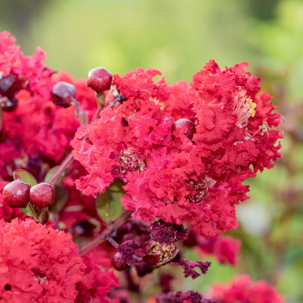 Lagerstroemia indica Périgord Pourpre - Lilas des Indes