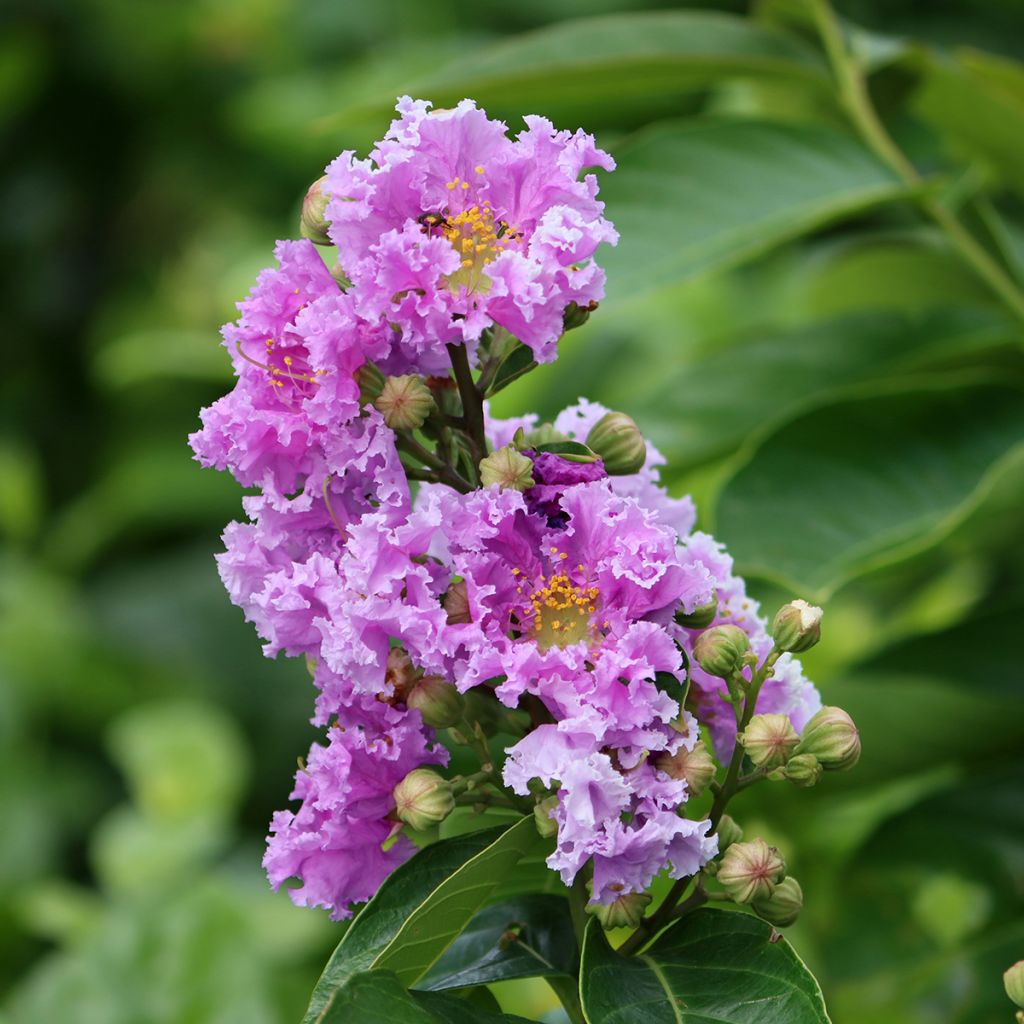 Lagerstroemia indica Petite Canaille mauve - Lilas des Indes mauve