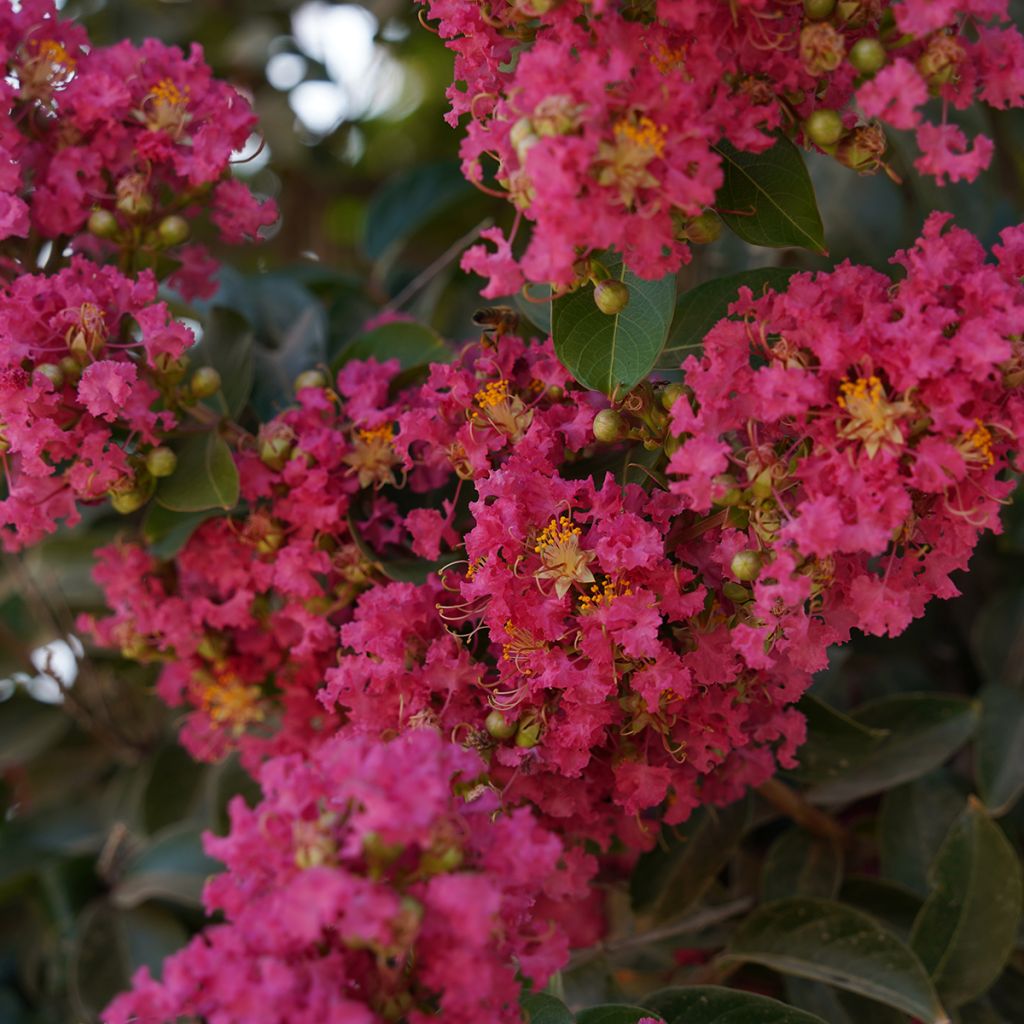 Lagerstroemia indica Saint Emilion - Lilas des Indes	