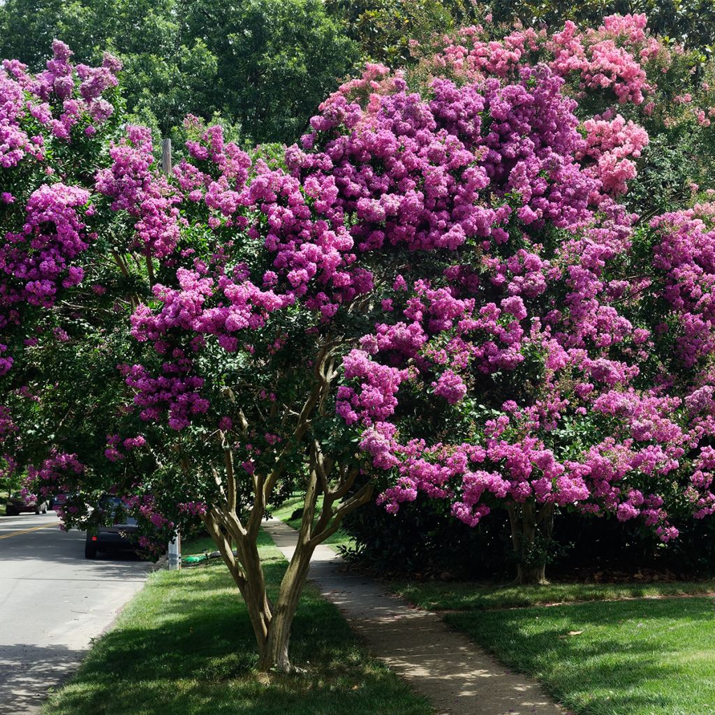 Lagerstroemia indica Souvenir d'Hubert Puard - Lilas des Indes	