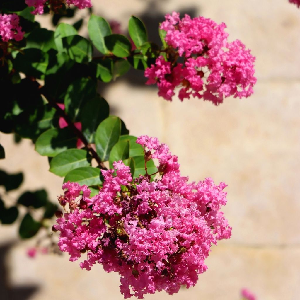 Lagerstroemia indica Terrasse Rose - Lilas des Indes