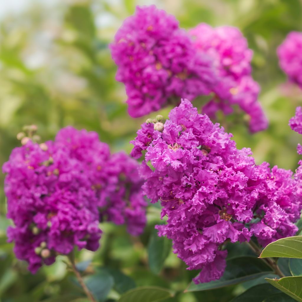 Lagerstroemia indica Terre Chinoise - Lilas des Indes	