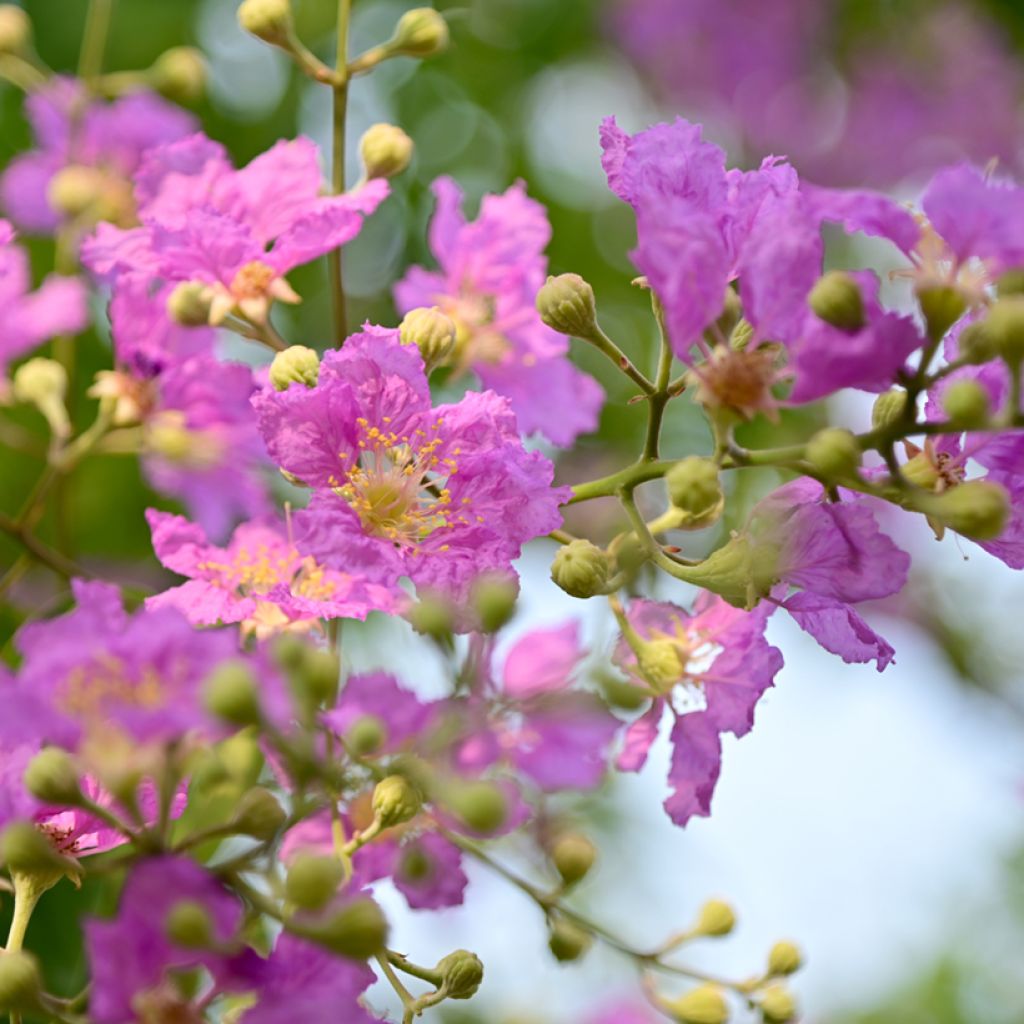 Lagerstroemia indica Violacea - Lilas des Indes
