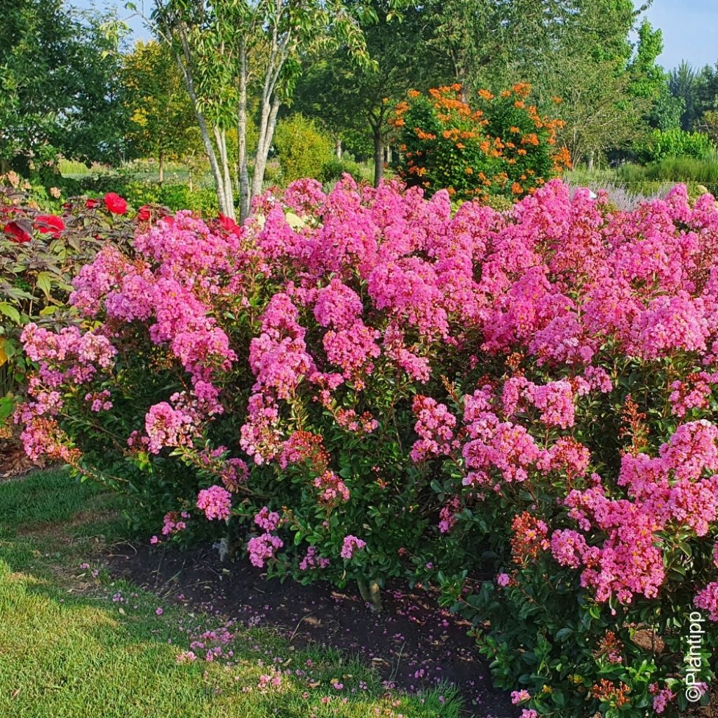 Lilas des Indes - Lagerstroemia indica Eveline