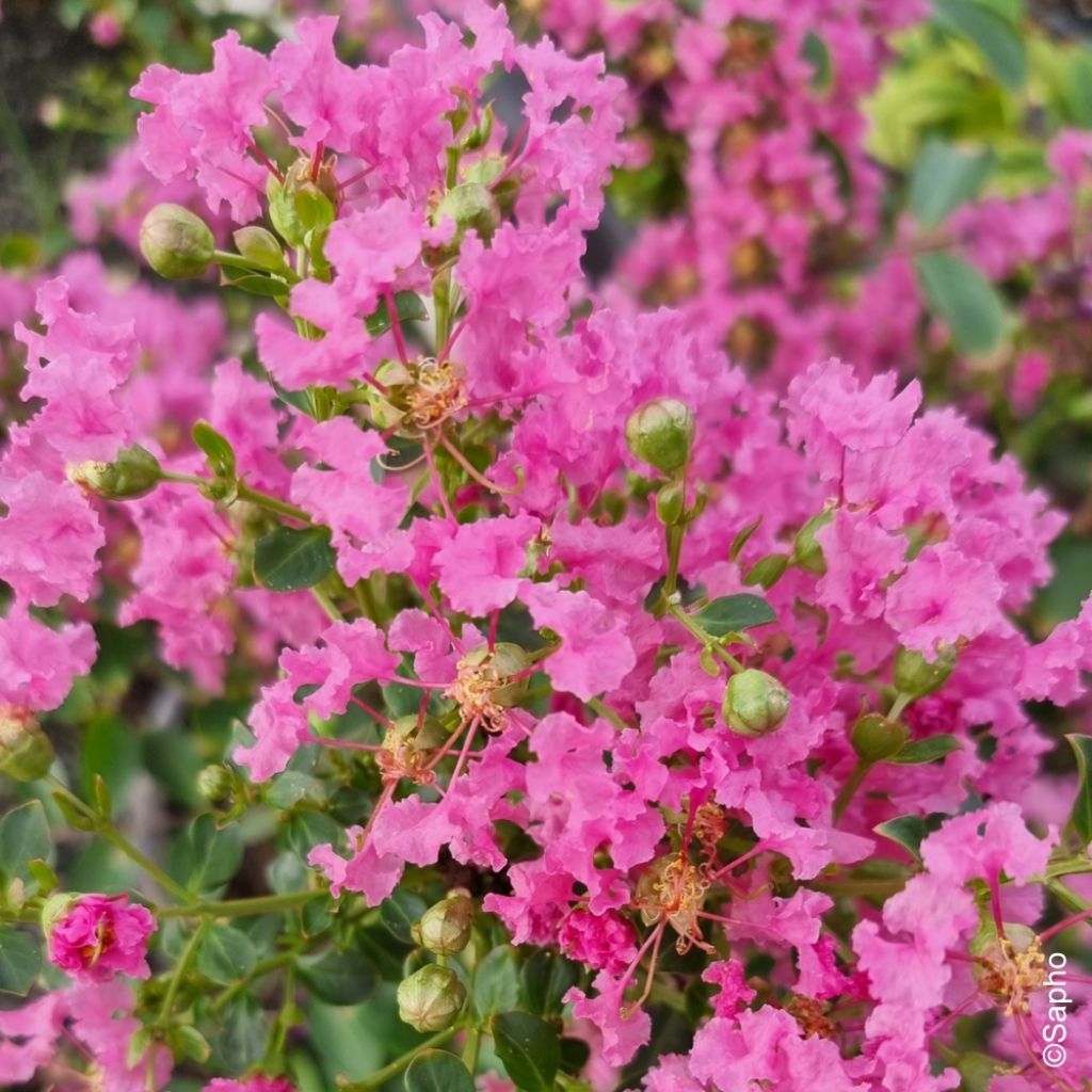 Lagerstroemia indica Mimie Rose - Lilas des Indes