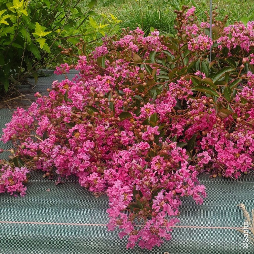 Lagerstroemia indica Mimie Rose - Lilas des Indes