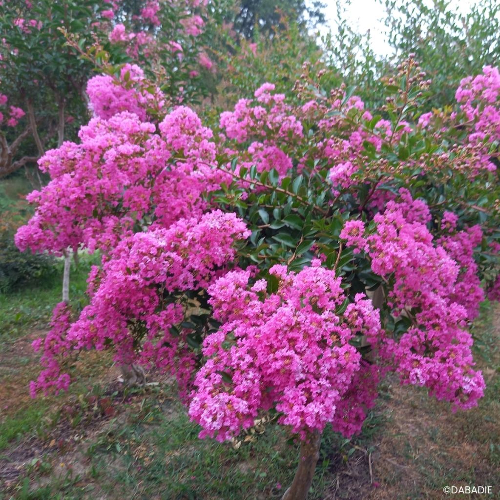 Lagerstroemia indica Mimie Rose - Lilas des Indes