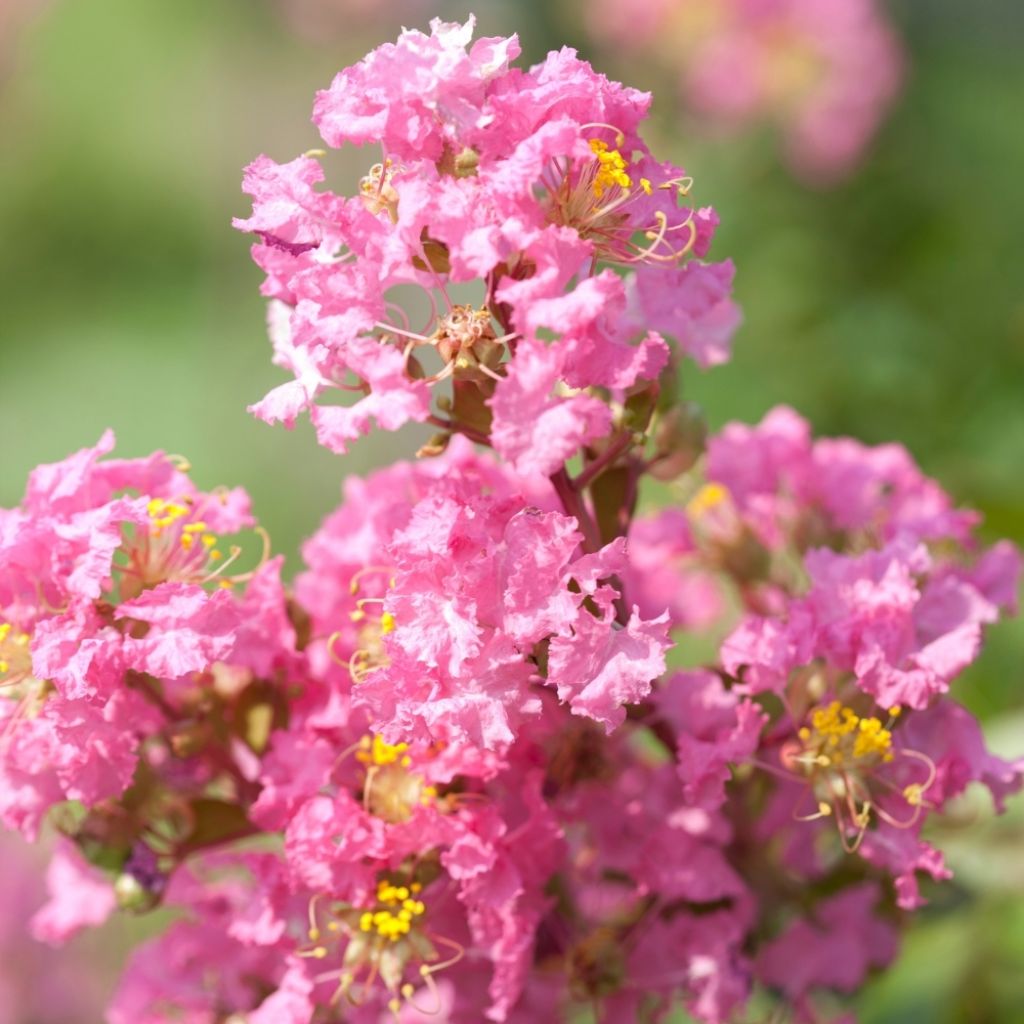 Lagerstroemia indica Rose Thé - Lilas des Indes