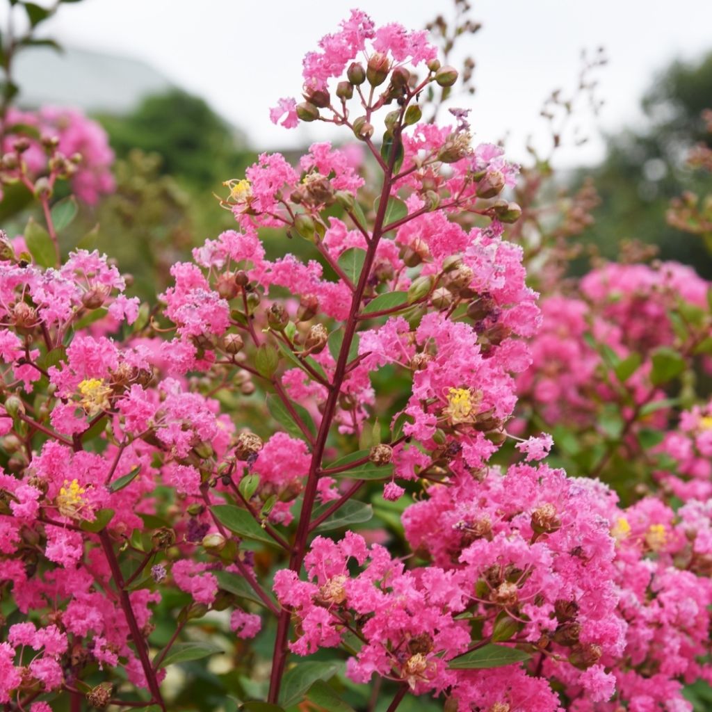 Lagerstroemia indica Rose Fuchsia - Lilas des Indes