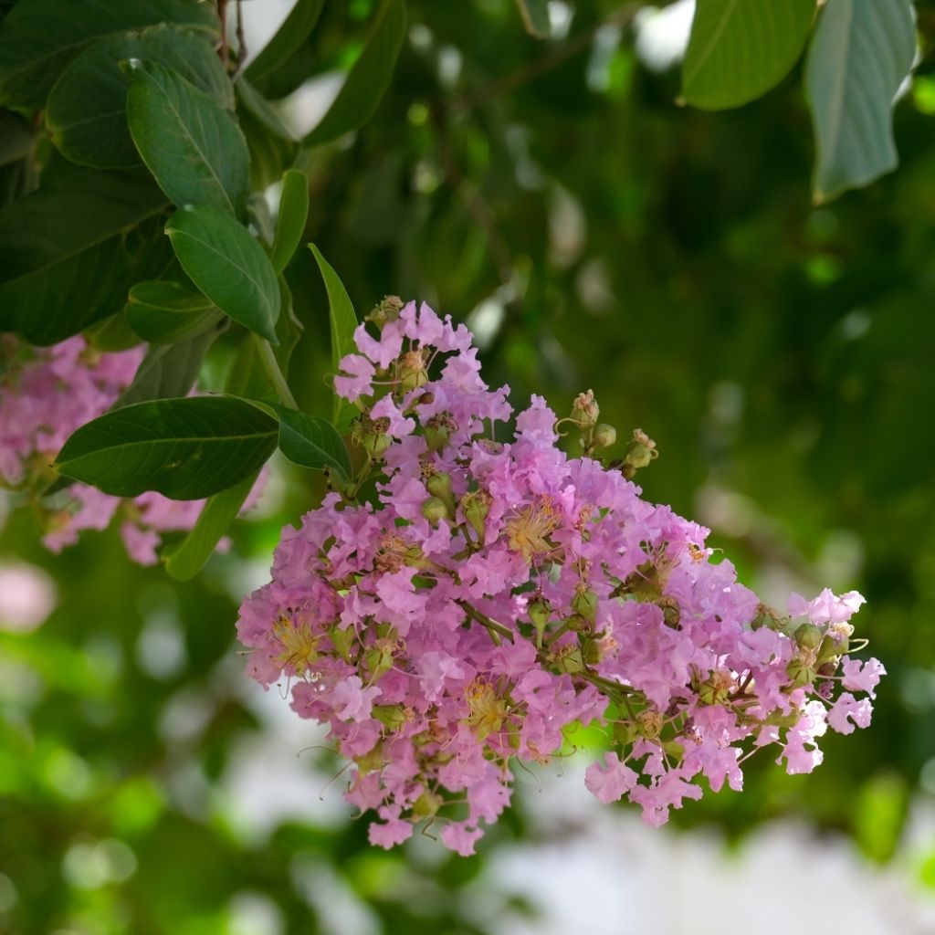 Lagerstroemia indica Rose Indien - Lilas des Indes